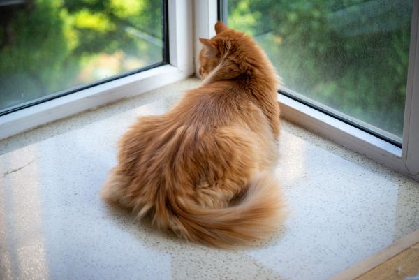 Création d'un environnement domestique sain pour prévenir les parasites chez le chat