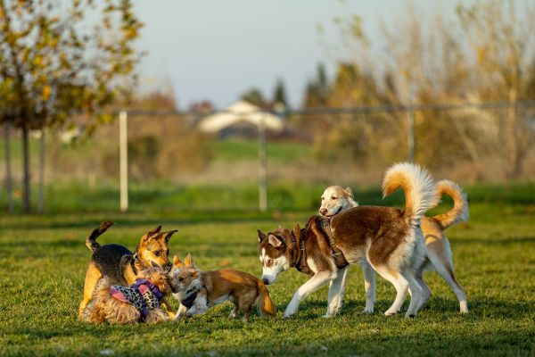 Découvrez les bienfaits des cours collectifs pour chiens à Genève