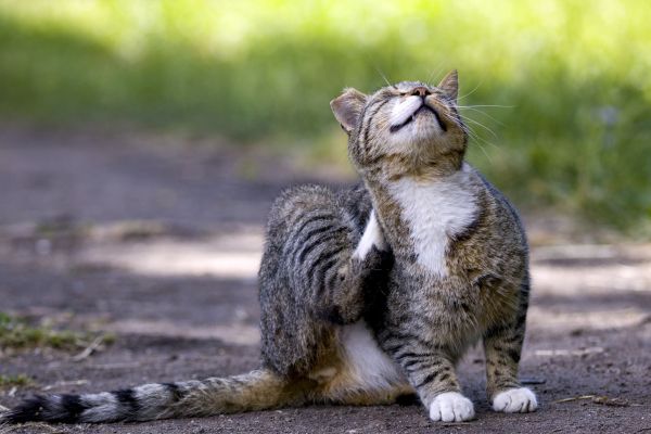 Faire face aux allergies de chat causées par les parasites