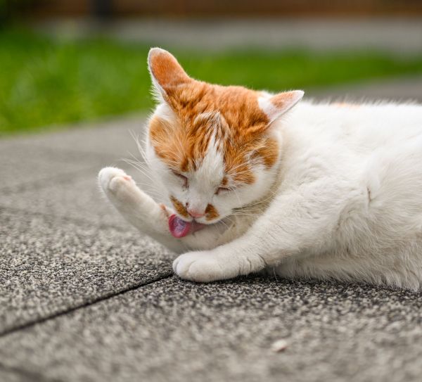 Les parasites les plus dangereux pour les chats : ce qu'il faut savoir