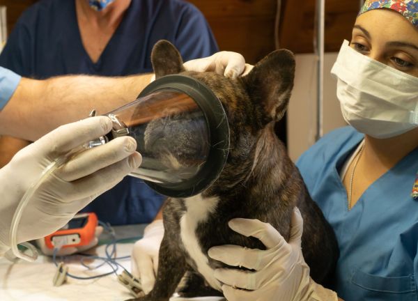 Soins après une chirurgie : Guide pour les propriétaires de chiens